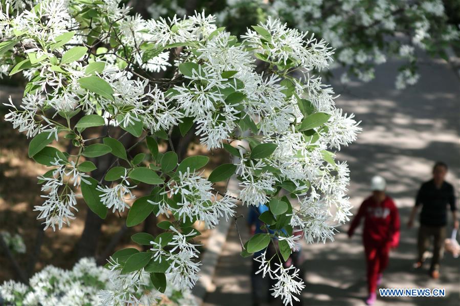 CHINA-SHANDONG-JINAN-FLOWERS (CN)
