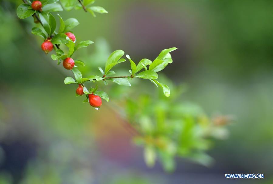 #CHINA-HUBEI-XUANEN-NATURE (CN)