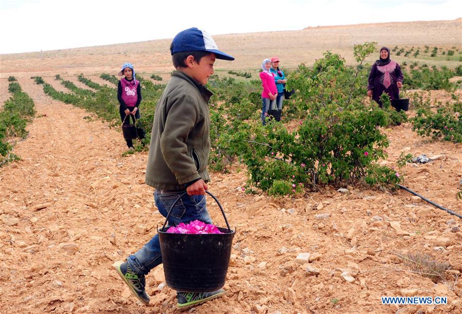 SYRIA-DAMASCUS-DAMASK-ROSE-HARVEST-TIME