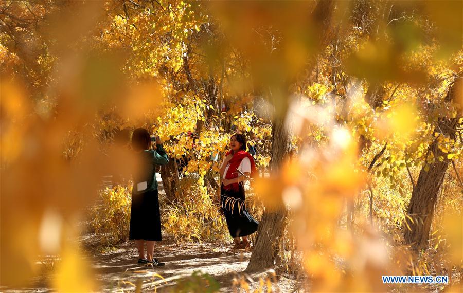 #CHINA-GANSU-DESERT POPLAR-SCENERY (CN)