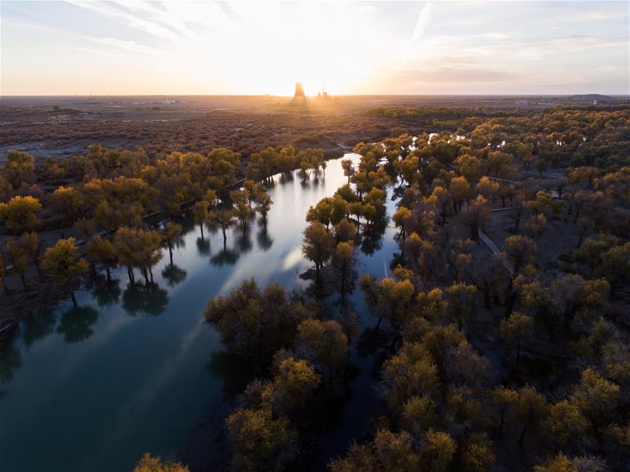 CHINA-INNER MONGOLIA-POPULUS EUPHRATICA-SCENERY (CN)