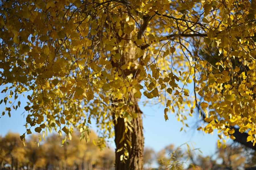 CHINA-INNER MONGOLIA-POPULUS EUPHRATICA-SCENERY (CN)