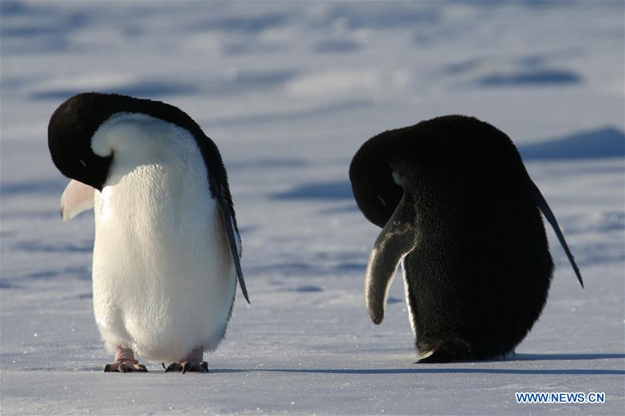 ANTARCTICA-XUELONG-ZHONGSHAN STATION-PENGUINS