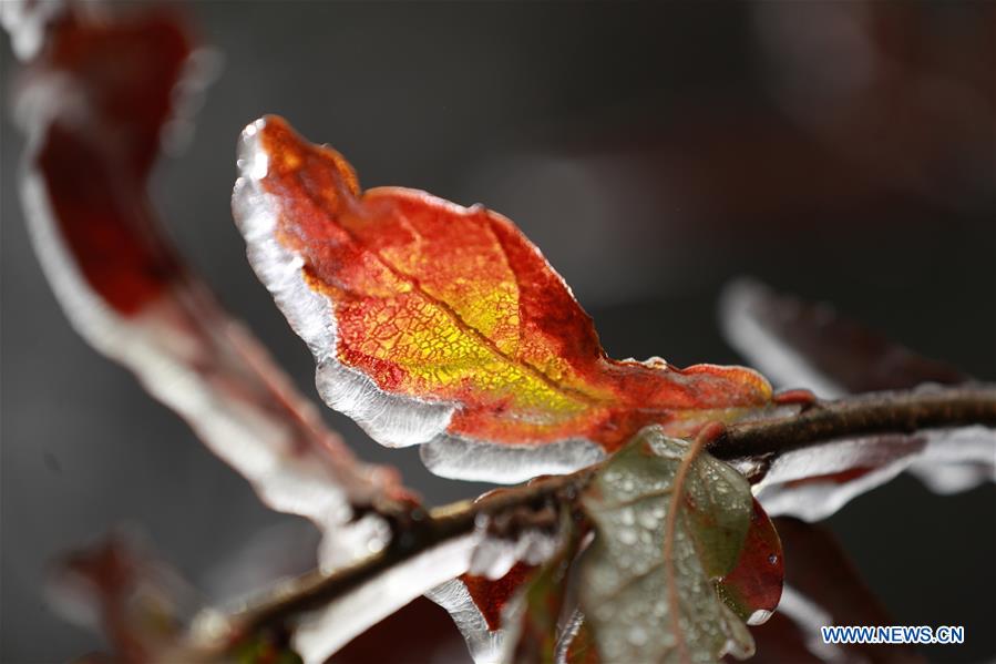 #CHINA-GUIZHOU-BIJIE-FROZEN PLANT (CN)