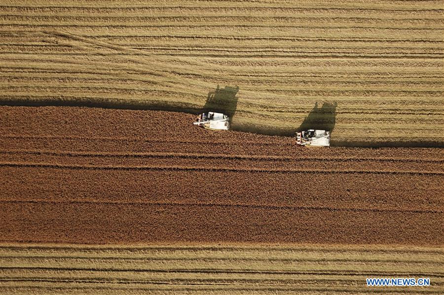 #CHINA-JIANGSU-AGRICULTURE-HARVEST (CN)
