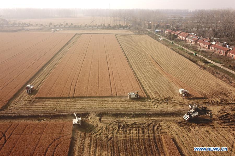 #CHINA-JIANGSU-AGRICULTURE-HARVEST (CN)