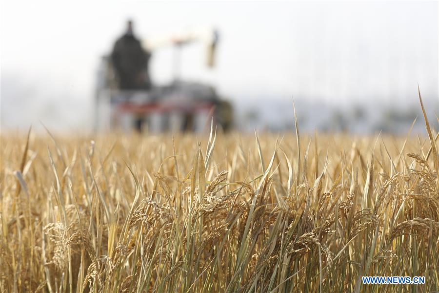 #CHINA-JIANGSU-AGRICULTURE-HARVEST (CN)