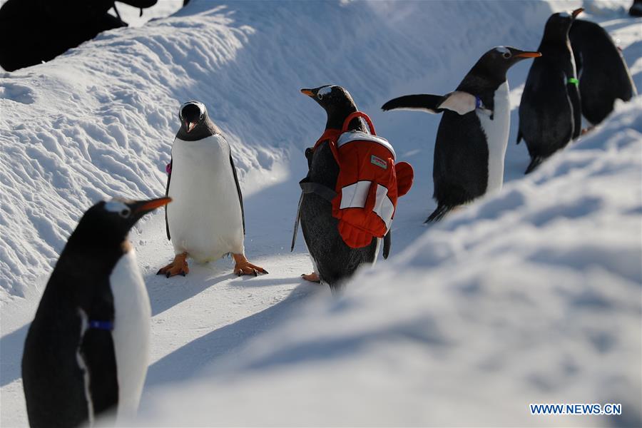 CHINA-HEILONGJIANG-HARBIN-PENGUIN (CN)