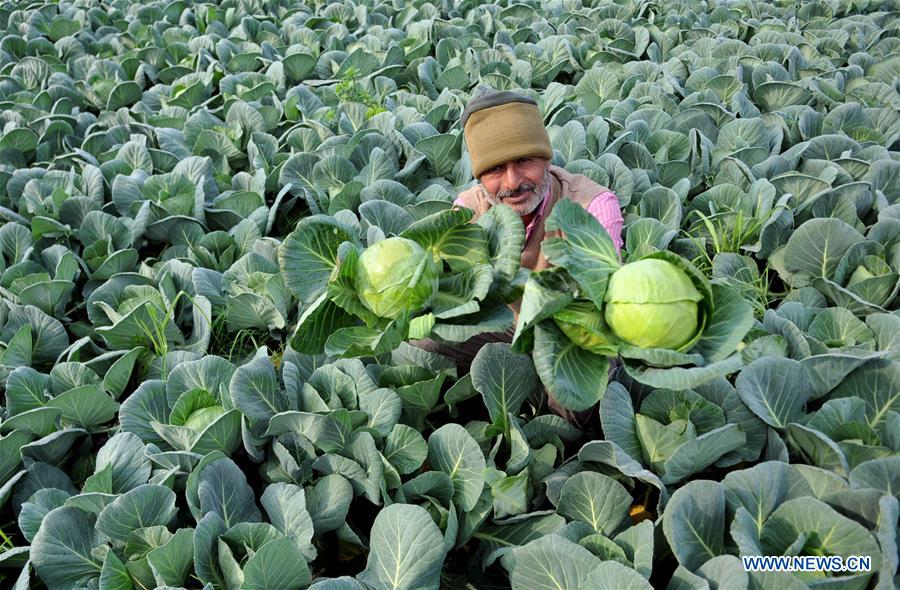 KASHMIR-JAMMU-CABBAGE FARMING