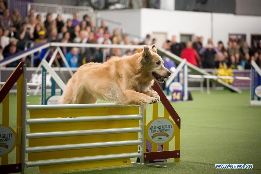 U.S.-NEW YORK-DOG-AGILITY COMPETITION