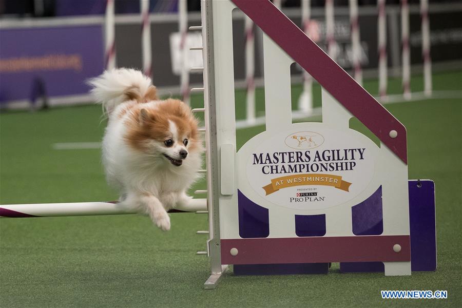 U.S.-NEW YORK-DOG-AGILITY COMPETITION