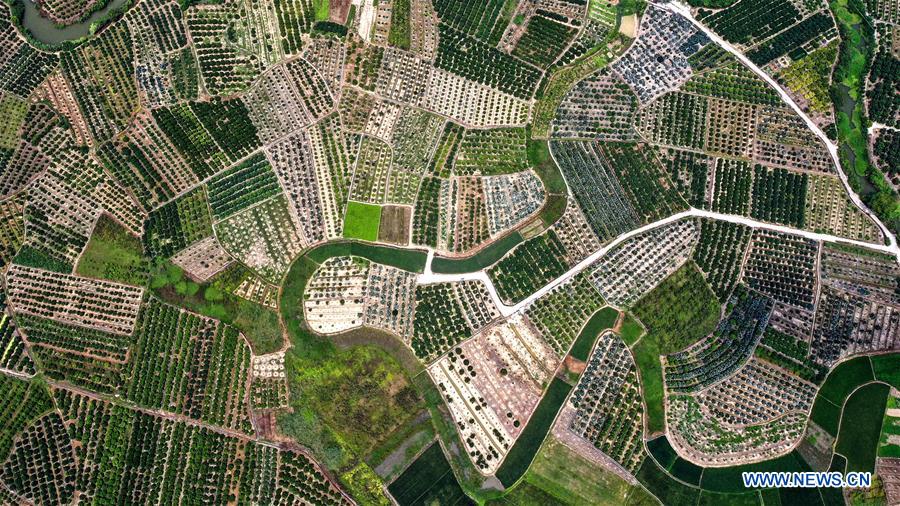 CHINA-GUANGXI-WUMING-TANGERINE ORCHARD (CN)