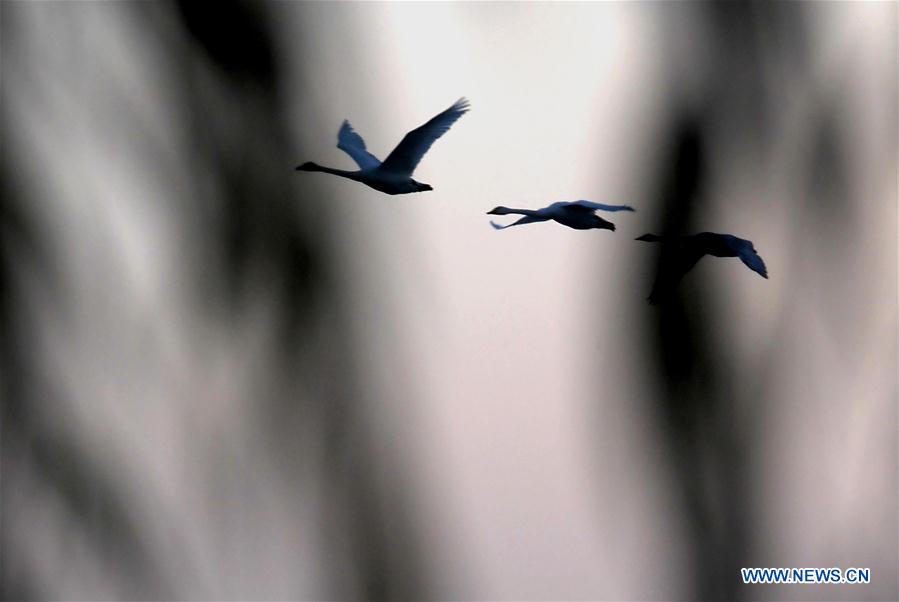 CHINA-HENAN-SANMENXIA-WHITE SWANS (CN)