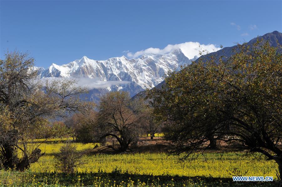 CHINA-TIBET-COLE FLOWER (CN)