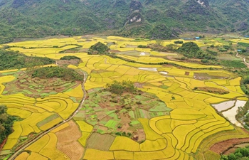 Scenery of rice fields in south China's Guangxi