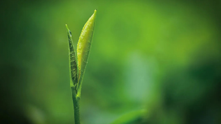 這片樹葉，改變了世界！