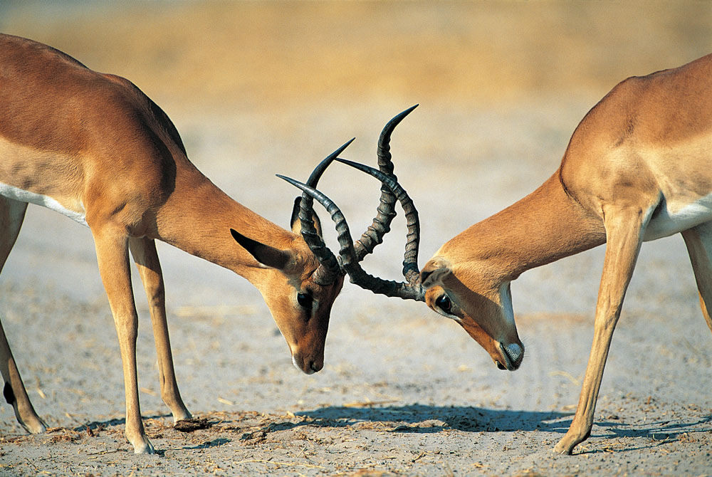 方正集團三高管接受調(diào)查 方正、政泉纏斗始末