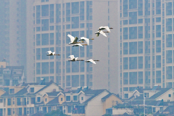 江西經(jīng)濟(jì)轉(zhuǎn)型求變：注入生態(tài)、創(chuàng)新、智能多重因子