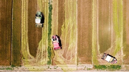 夏糧，穩(wěn)！