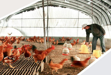 劉永好潘剛解讀家庭農場模式:非養(yǎng)殖大戶升級版