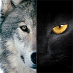 探針 | 2016：雙極，雙11