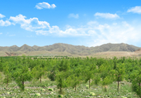 形成農(nóng)林牧、生態(tài)濕地等非主營(yíng)業(yè)務(wù)