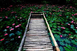 踱步花間，邂逅美麗