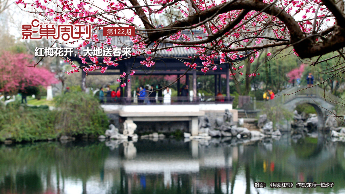 【影巢周刊】紅梅花開，大地送春來