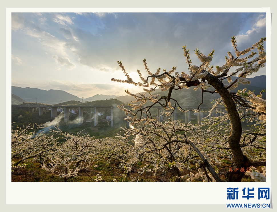 李花白，彩霞紅，春意濃