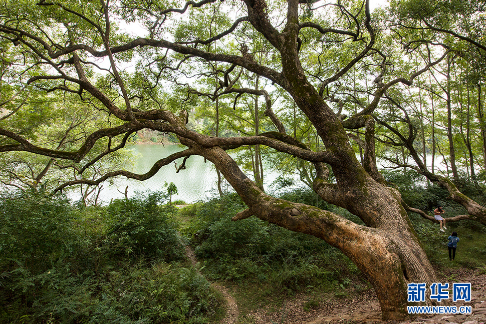 千年古樟樹(shù)