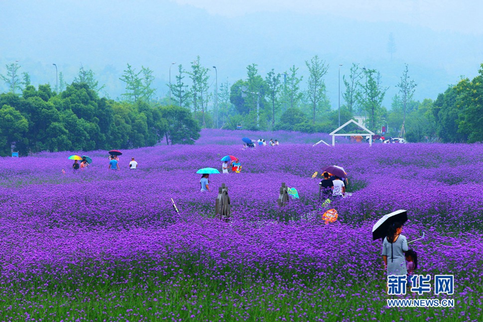 雨中游蓀湖花海，美翻了！