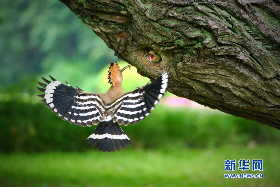 戴勝鳥哺育彰顯母愛(ài)的偉大