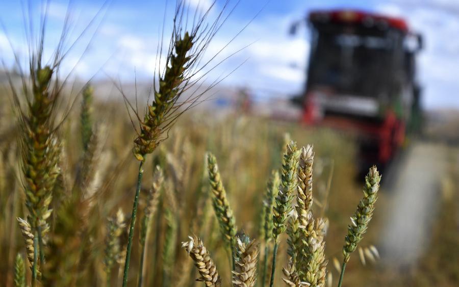 豐收的喜悅！看，各地秋收忙
