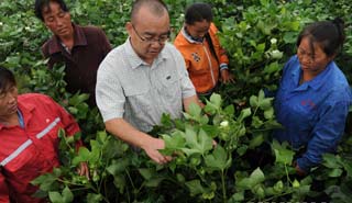 盧懷玉：當棉農(nóng)的感覺挺好！