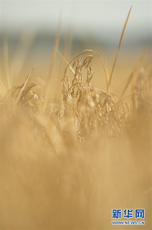 （經(jīng)濟）（12）吉林延邊：金秋十月 稻谷飄香