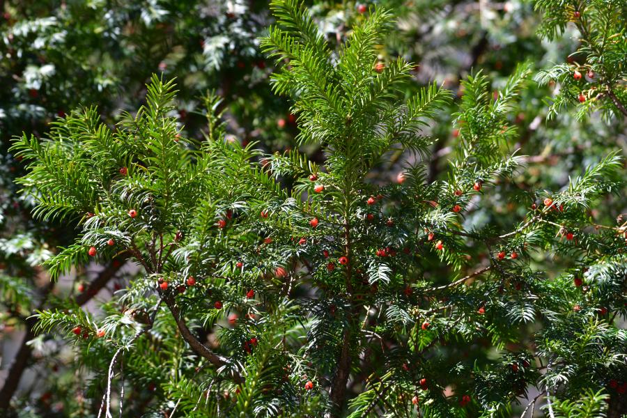 時(shí)隔40多年，我國再度發(fā)現(xiàn)珍稀瀕危植物密葉紅豆杉種群