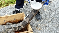 安徽涇縣:揚子鱷“搬家”野外