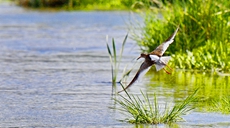 紅腳鷸:拉魯濕地舞翩躚