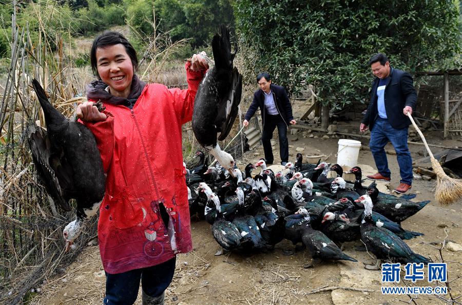 (新春走基層)貧困戶張賽玉養(yǎng)鴨脫貧