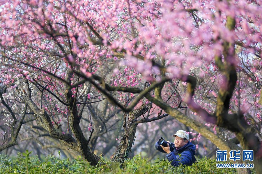 #（社會(huì)）（1）江蘇南京：梅花綻放引客來(lái)
