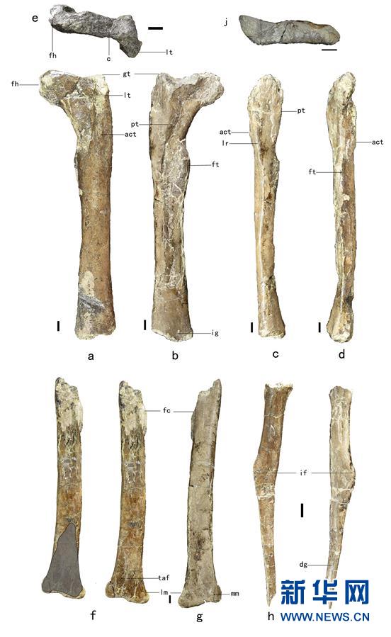 （XHDW&middot;圖文互動(dòng)）（2）山東諸城發(fā)現(xiàn)小型獸腳類(lèi)恐龍&ldquo;趙氏怪腳龍&rdquo;
