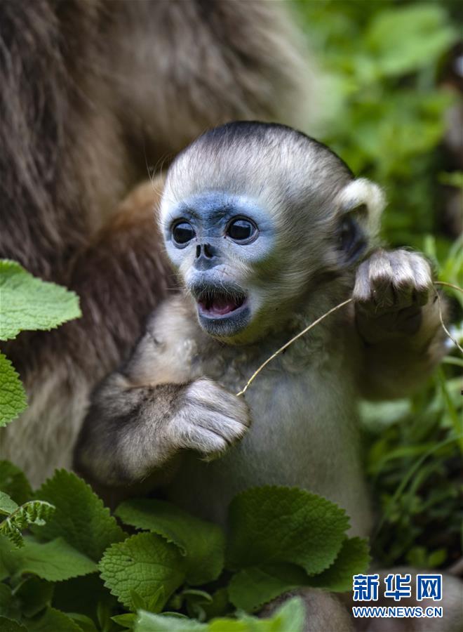 （生態(tài)）（9）湖北神農架的金絲猴