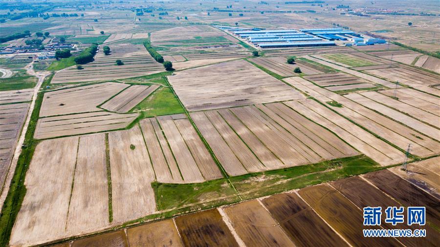 (社會)(5)昔日鹽堿地 今日插秧忙