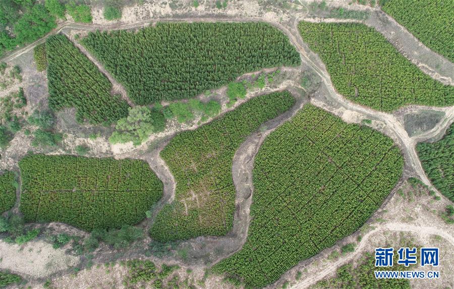 （壯闊東方潮 奮進(jìn)新時(shí)代&mdash;&mdash;慶祝改革開(kāi)放40年）（5）退耕還林20年 延安大地譜新篇