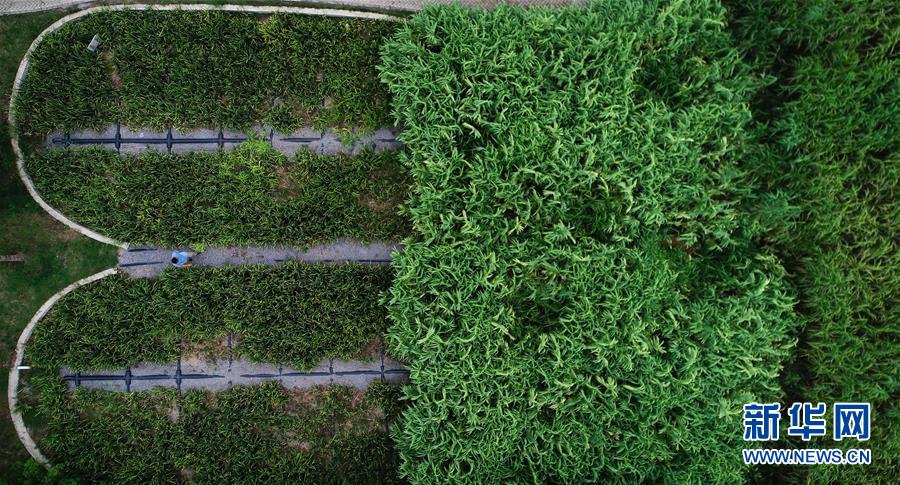 （在習(xí)近平新時代中國特色社會主義思想指引下&mdash;&mdash;新時代新作為新篇章&middot;圖文互動）（3）稀奇！治污濕地成了休閑公園&mdash;&mdash;江蘇蘇州全域推進農(nóng)村生活污水治理