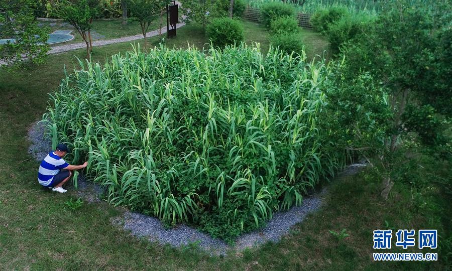 （在習(xí)近平新時代中國特色社會主義思想指引下&mdash;&mdash;新時代新作為新篇章&middot;圖文互動）（4）稀奇！治污濕地成了休閑公園&mdash;&mdash;江蘇蘇州全域推進農(nóng)村生活污水治理