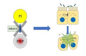 PI3P缺失導(dǎo)致上皮細(xì)胞連接破壞，最終招募中性粒細(xì)胞，發(fā)生急性炎癥