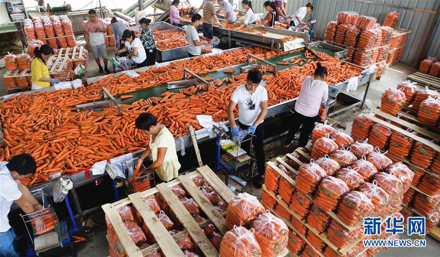 （壯闊東方潮 奮進(jìn)新時代&mdash;&mdash;慶祝改革開放40年）（9）感受&ldquo;毛烏素&rdquo;的生機(jī)