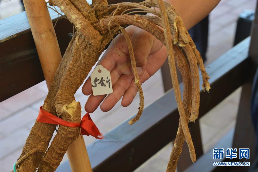 (在習(xí)近平新時(shí)代中國特色社會(huì)主義思想指引下——新時(shí)代新作為新篇章·圖文互動(dòng))(2)庫布其競相演繹“點(diǎn)沙成金”傳奇