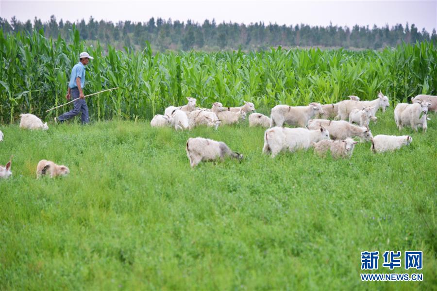 (在習(xí)近平新時(shí)代中國特色社會(huì)主義思想指引下——新時(shí)代新作為新篇章·圖文互動(dòng))(3)庫布其競相演繹“點(diǎn)沙成金”傳奇